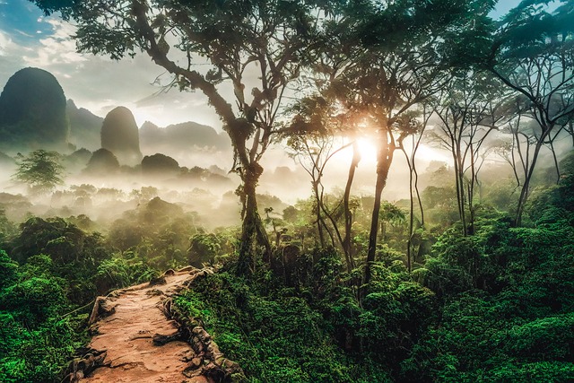 Vast, lush tropical rainforest teeming with diverse plant life, illustrating the critical role rainforests play in combating climate change and supporting biodiversity.